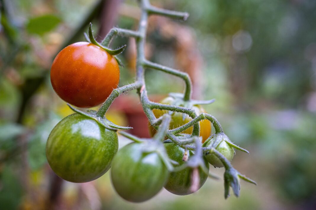 Городники назвали найкращий спосіб пасинкування помідорів