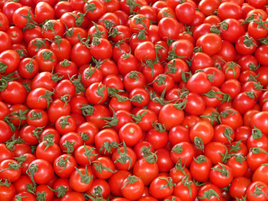 Експерти розповіли про найкраще добриво для помідорів на грядці для рекордного врожаю