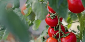 Городники розповіли про найгірші дні для роботи на городі в липні 