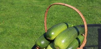 Як виростити смачні кабачки