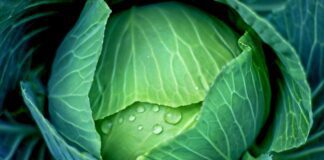 Експерти розповіли, як врятувати капусту від шкідників