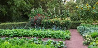 Експерти розповіли, чим ефективно можна підживити овочі влітку