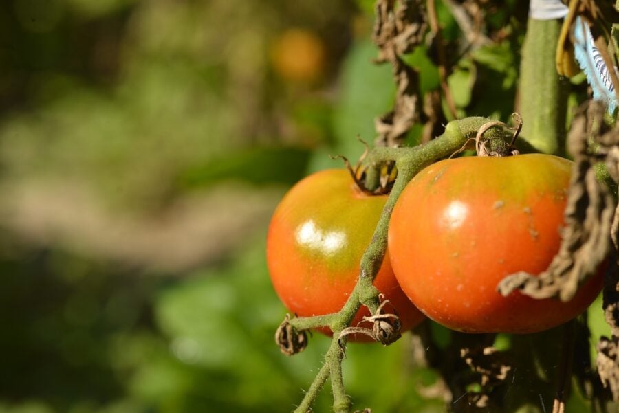 Експерти розповіли про найкраще добриво для помідорів у відкритому ґрунті