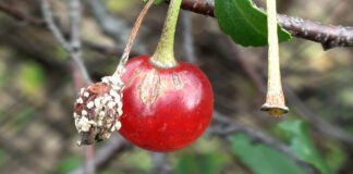 Садівники розповіли, чим обробити вишню від плодової гнилі