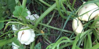 Городники розповіли, чим підживити патисони в липні