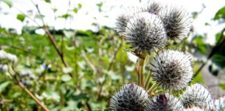 Городник розповів, як без витрат і мороки вивести бур'яни на дачі