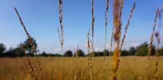Городник розповів, як вивести пирій за допомогою оцту