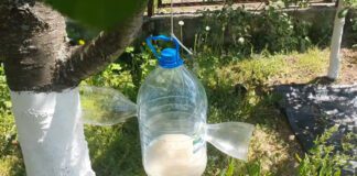 Експерти розповіли, як позбутися комарів за допомогою пластикової пляшки