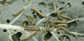 Чим обробити капусту проти гусені 