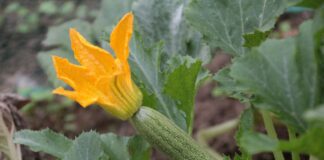 Експерти розповіли, що робити, щоб кабачки не гнили і не давали пустоцвітів