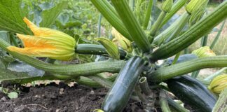 Що робити, якщо листя кабачків побіліло