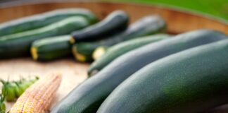 Городники розповіли про найкращі сорти кабачків 
