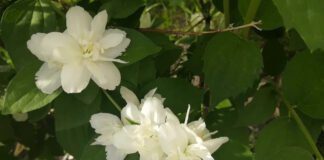 Які рослини найкраще очищують повітря і пахнуть вдома 