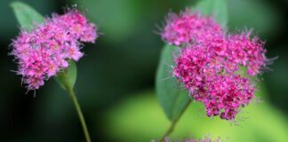 Експерти назвали перелік невибагливих чагарників для саду