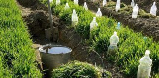 Городники поділилися економним способом поливу рослин