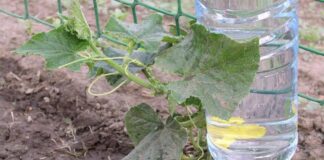 Як зробити крапельне зрошення на городі