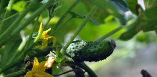 Щоб не ласувати гіркими огірочками, приготуйте це ефективне добриво