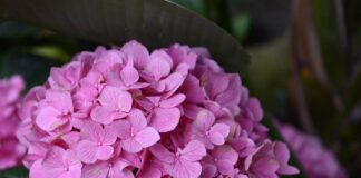 Садівники розповіли, як правильно доглядати за гортензією в горщику