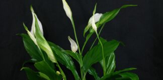 Квітникар розповів, чим потрібно підживити спатифілум для рясного цвітіння