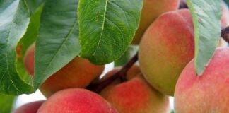 Маленькі нюанси, які має знати кожен садівник