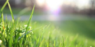 Господині розповіли, як легко прибрати плями від трави з одягу та взуття