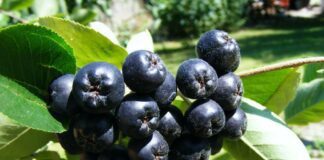 Як заготувати на зиму чорноплідну горобину