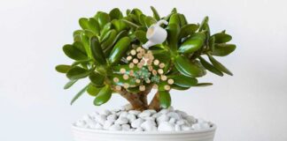 Де потрібно ставити грошове дерево, щоб воно приносило успіх та фінанси