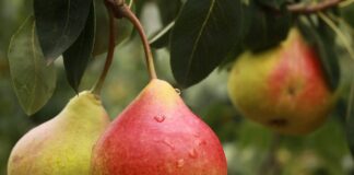 Садівники розповіли про правильну обрізку груші восени