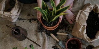 Ці прості сигнали обов'язково вам підкажуть, що вже час змінювати ґрунт