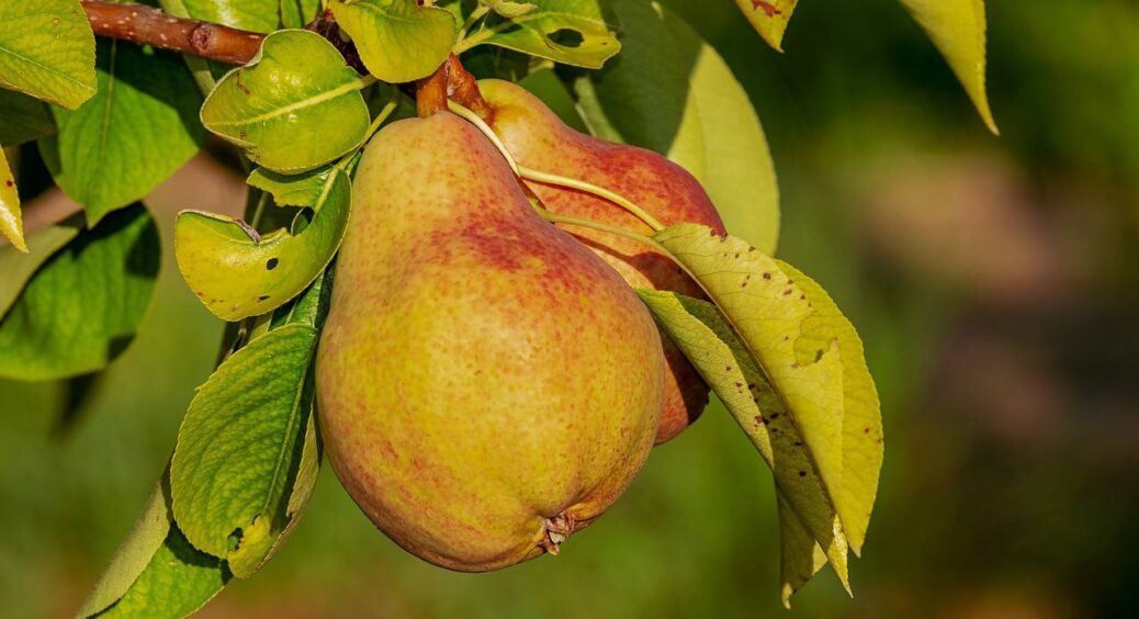 1 склянка на відро води – й іржавого листя на плодових деревах як не було: цей метод працює вже 100 років 