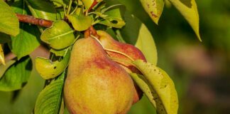 Як прибрати іржаве листя на плодових деревах