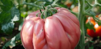 Експерти назвали сорт томатів, який дає великі плоди