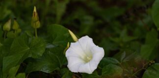 Цим засобом прибрала в'юна польового: навіть оком не встигла моргнути