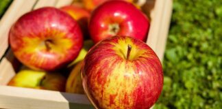 Садівники назвали сорт яблук, який дає багатий врожай
