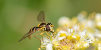 Більше осиних гнізд на моїй ділянці немає