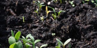 Ці прості кроки допоможуть вам покращити структуру ґрунту