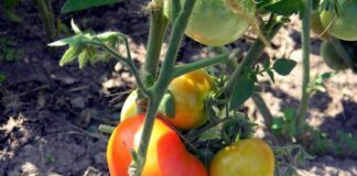 Варто знати, як правильно проводити цей популярний трюк з томатами