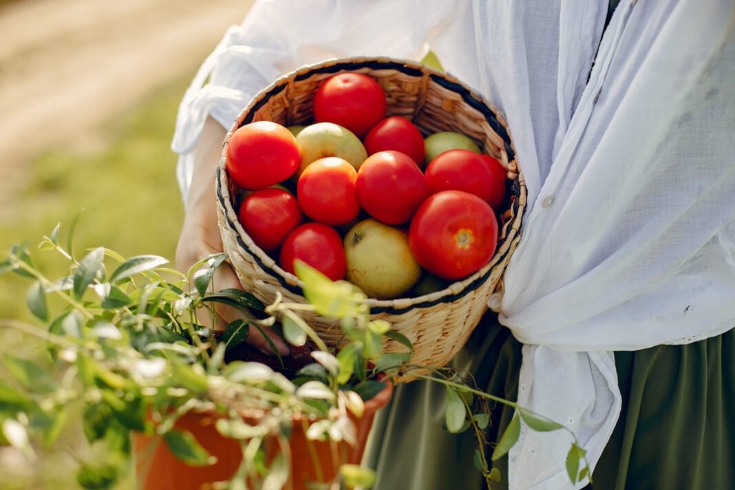 Городники розповіли, як виростити здорові огірки та помідори