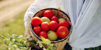 Городники розповіли, як виростити здорові огірки та помідори