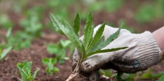 Садівники розповіли, чим швидко та ефективно вивести бур'ян з-під плитки