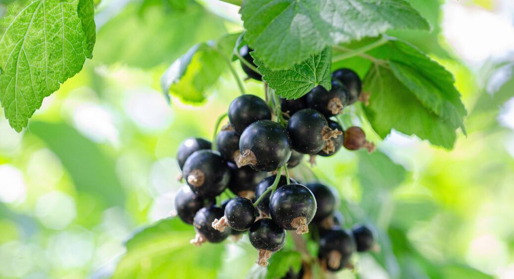 Дід закинув старий кущ смородини на дачі, а він як почав плодоносити: як отримати до 8 кг ягід з куща 