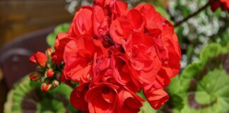 Садівник назвав родюче добриво для смородини: працює з 1 разу