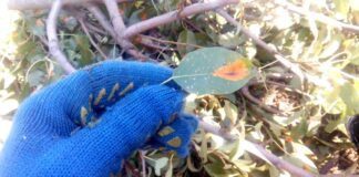 Городники розповіли, як восени обробити плодові дерева