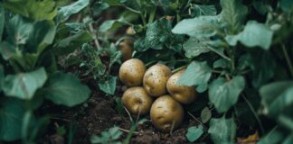 Експерти назвали найврожайніші сорти картоплі