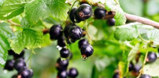 Городники розповіли, що треба зробити зі смородиною в серпні