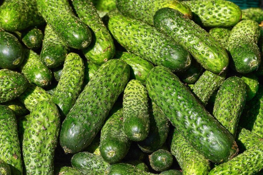 Кущі будуть плодоносити до глибокої осені Кущі будуть плодоносити до глибокої осені