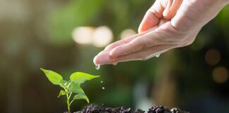 Городник розповів, як вивести попелицю за допомогою зубної пасти