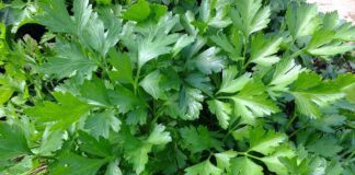 Городники розповіли, як правильно обрізати петрушку