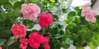 Садівники розповіли, чим підживити герань в жовтні