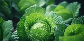 Експерти розповіли, як позбутися шкідників на капусті